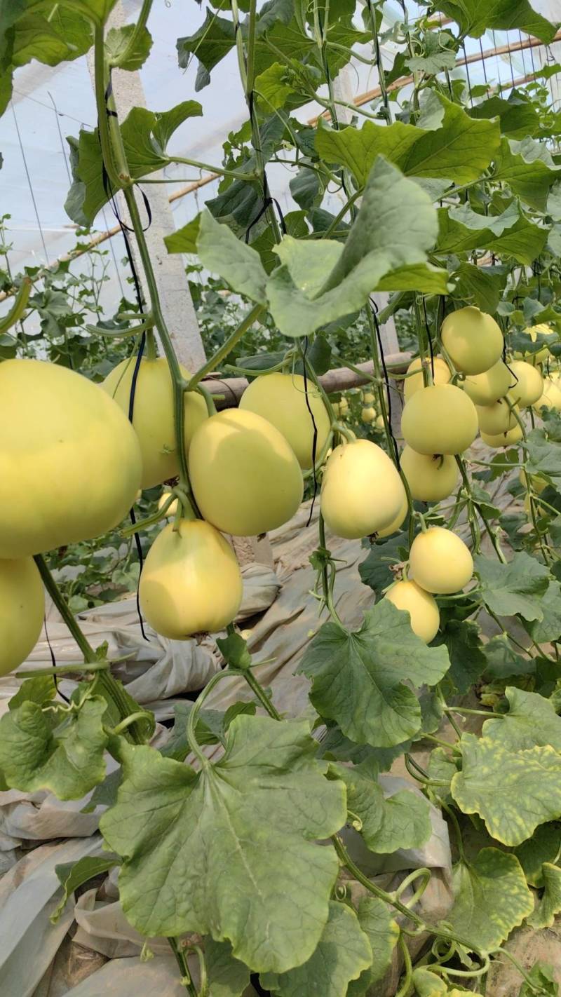 （精品推荐）冰糖蜜甜瓜4月上市！对接市场电商代收代发