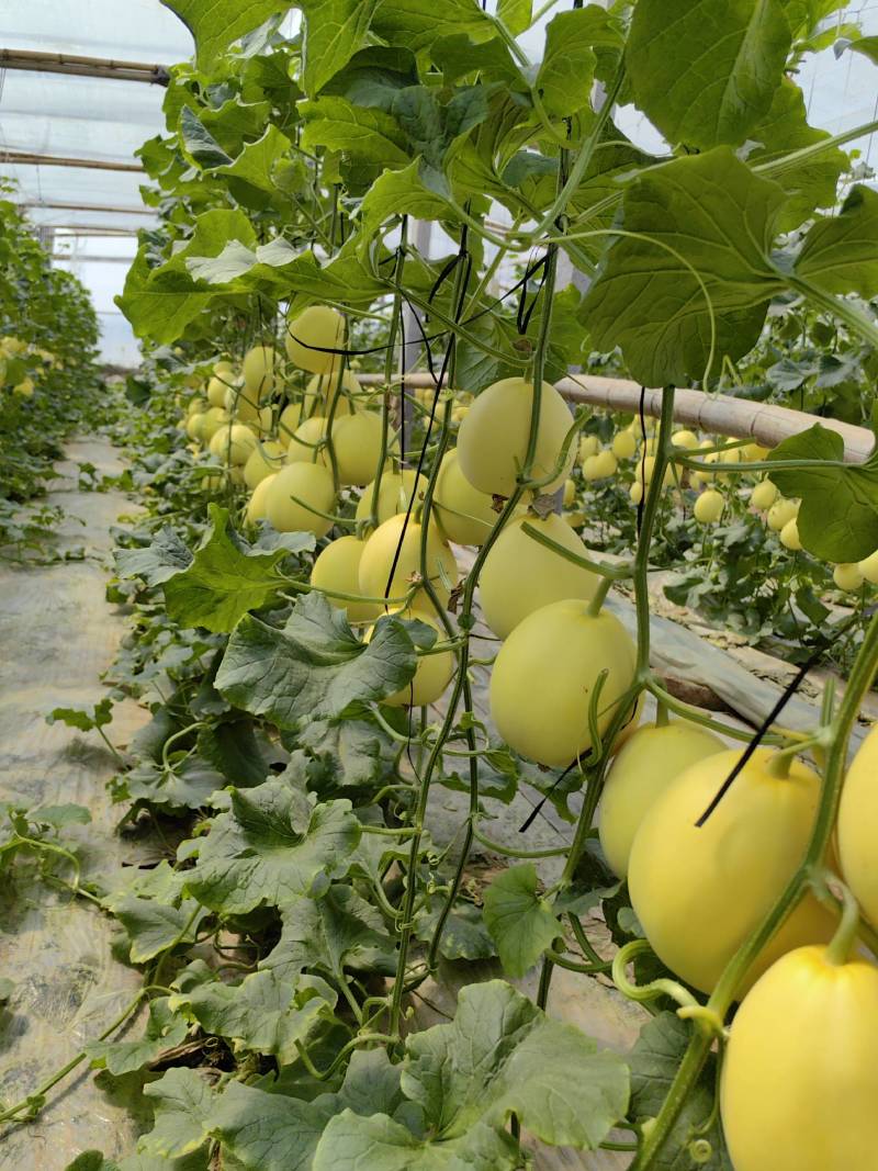 （精品推荐）冰糖蜜甜瓜4月上市！对接市场电商代收代发