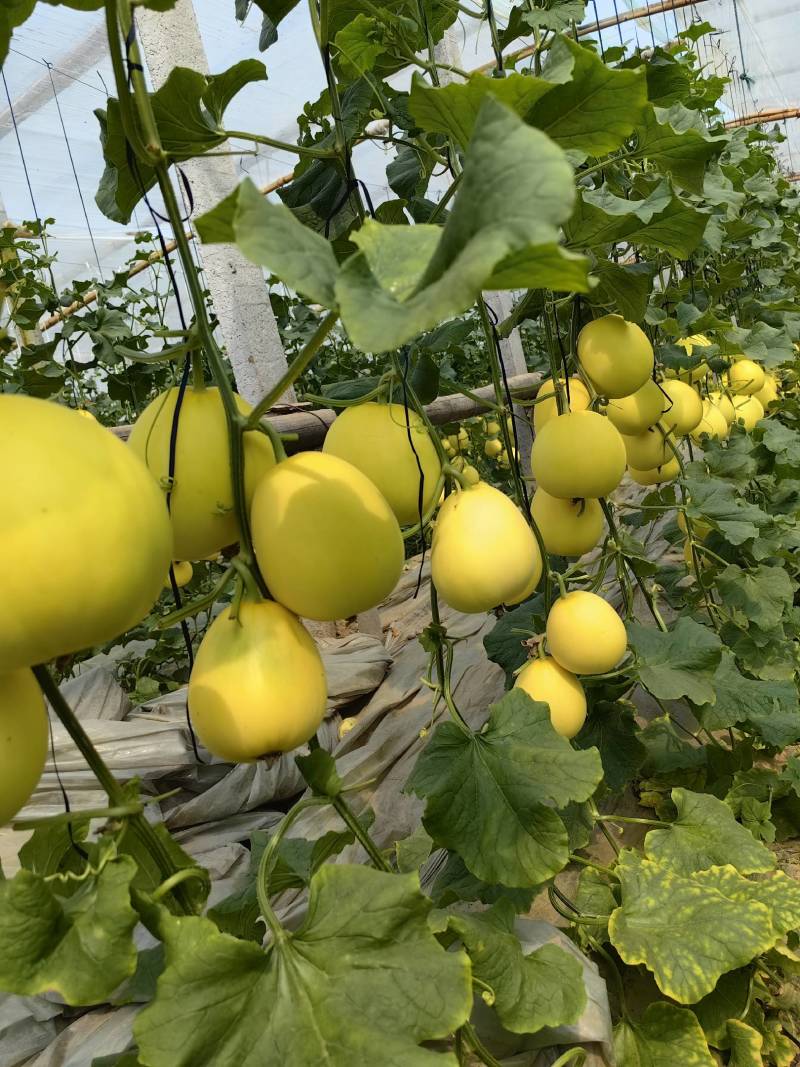 （精品推荐）冰糖蜜甜瓜4月上市！对接市场电商代收代发