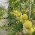 （精品推荐）冰糖蜜甜瓜4月上市！对接市场电商代收代发