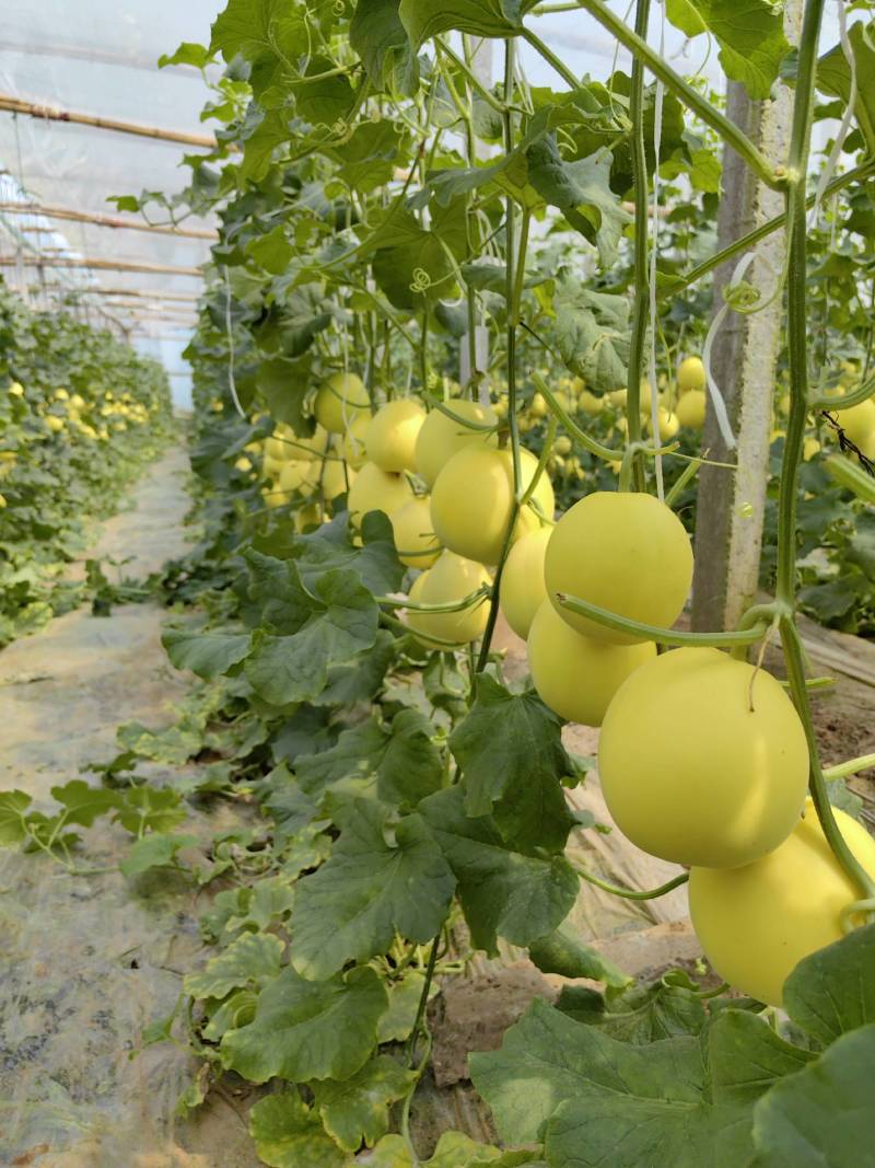 （精品推荐）冰糖蜜甜瓜4月上市！对接市场电商代收代发