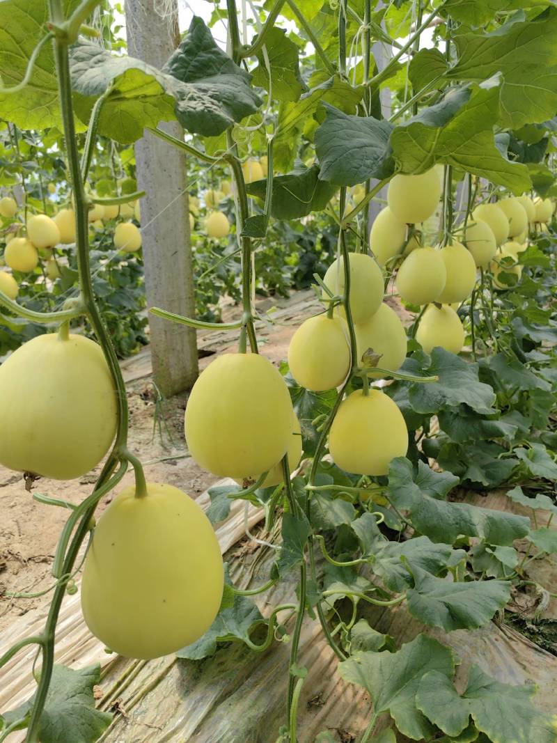 （精品推荐）冰糖蜜甜瓜4月上市！对接市场电商代收代发