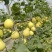 （精品推荐）冰糖蜜甜瓜4月上市！对接市场电商代收代发