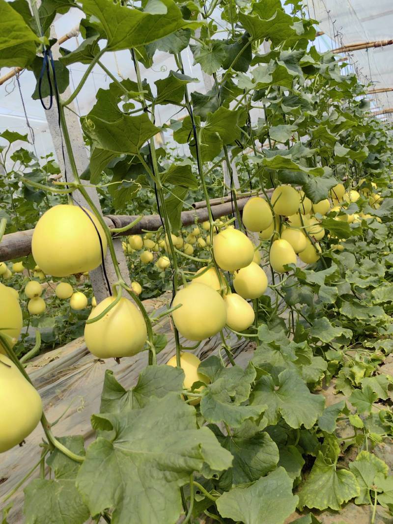 （精品推荐）冰糖蜜甜瓜4月上市！对接市场电商代收代发