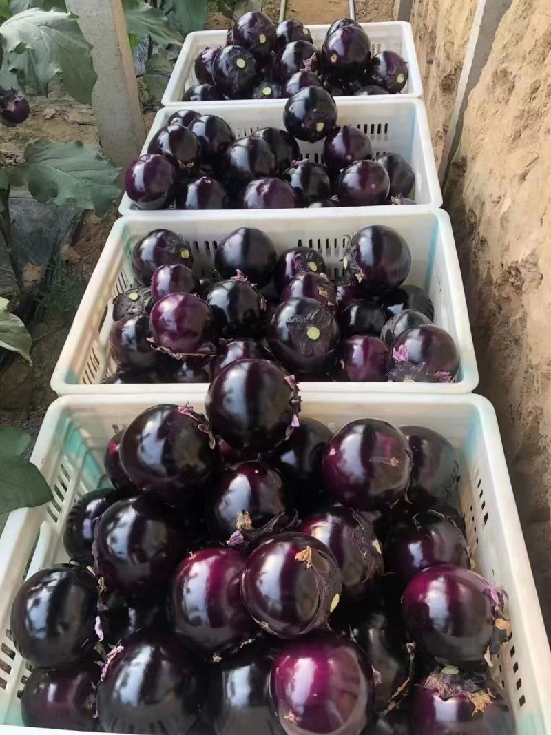 【荐】山东圆茄子黑圆茄好颜色黑亮热卖中量大从优质量保障