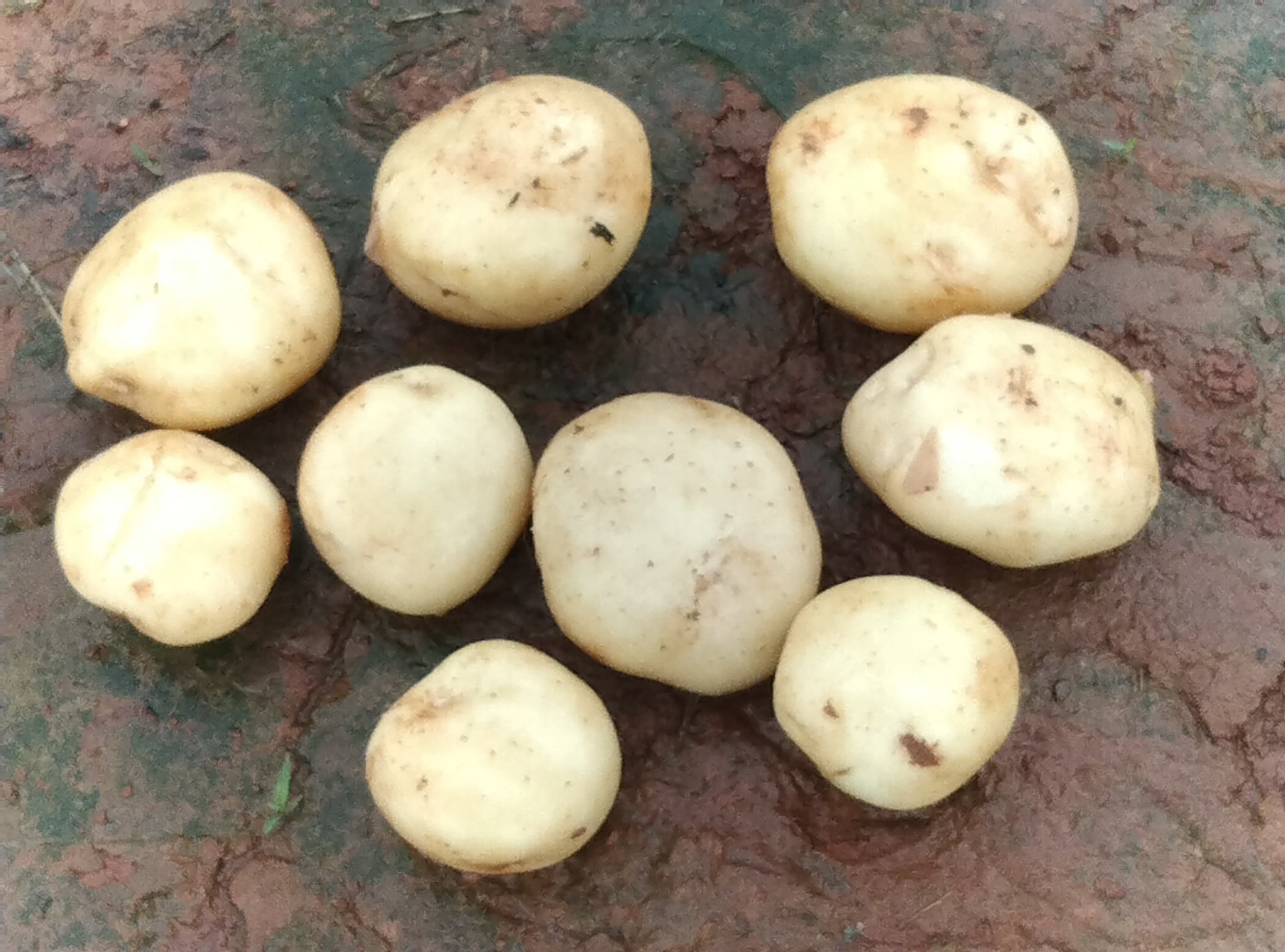 土豆与肝脏健康