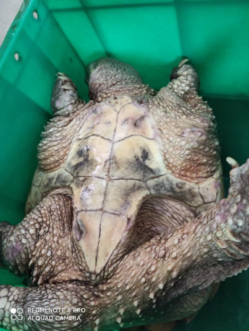 外塘鳄鱼龟