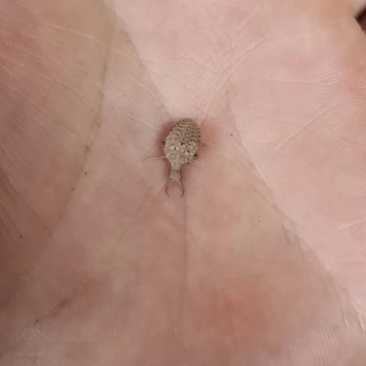 金沙牛