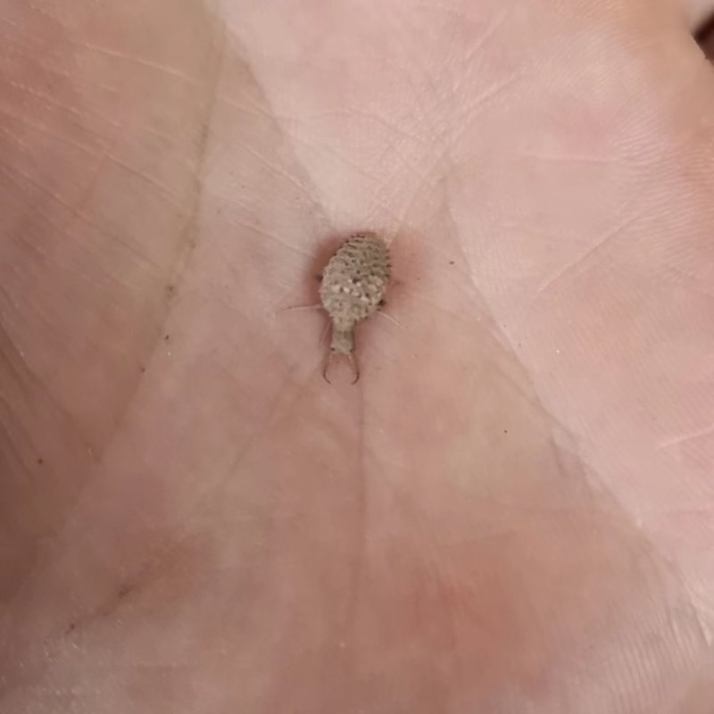 金沙牛