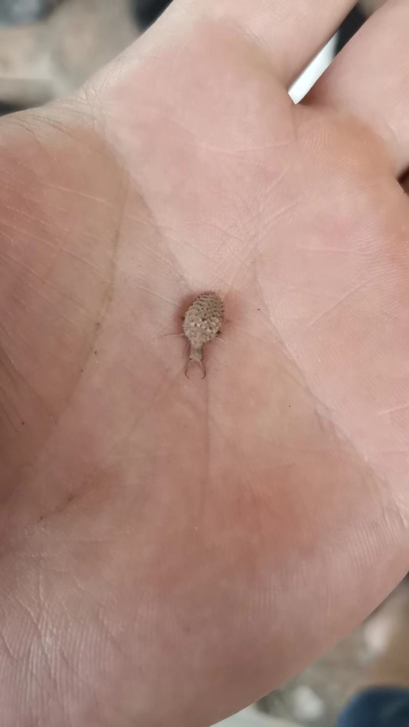 金沙牛