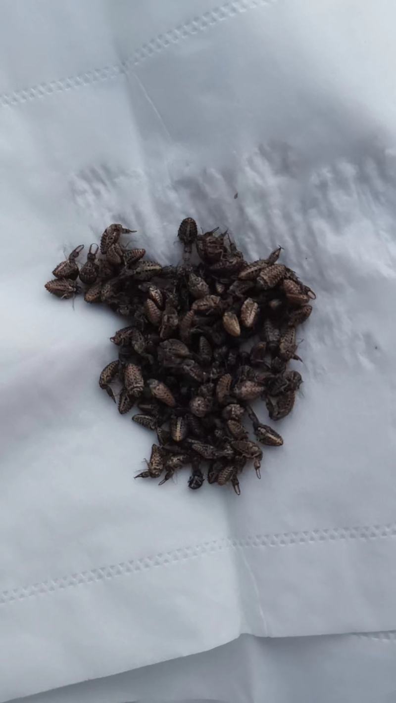 金沙牛