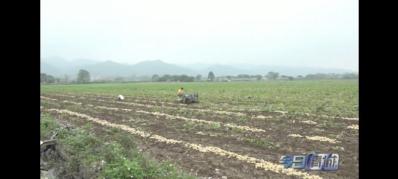 茄子、马铃薯