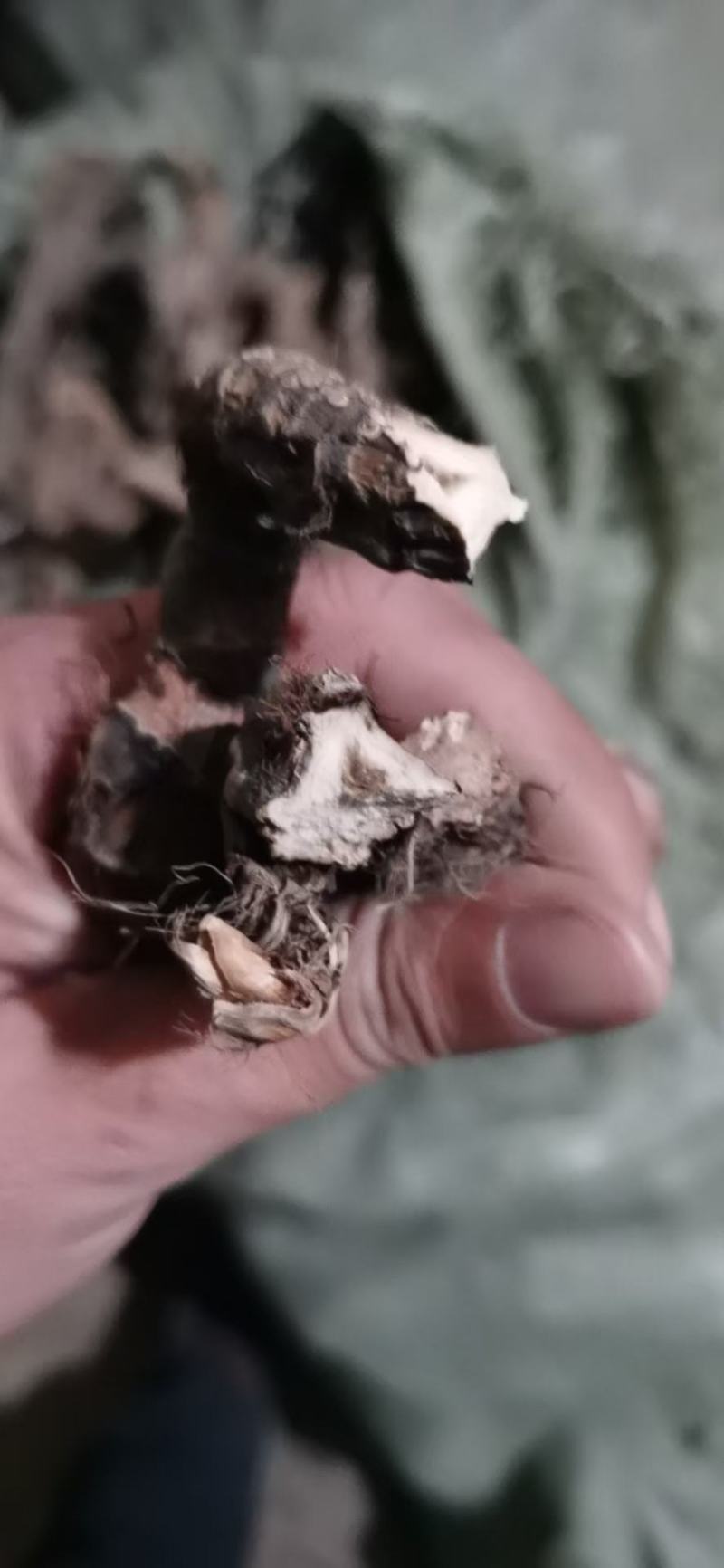 水菖蒲臭蒲根统货净货