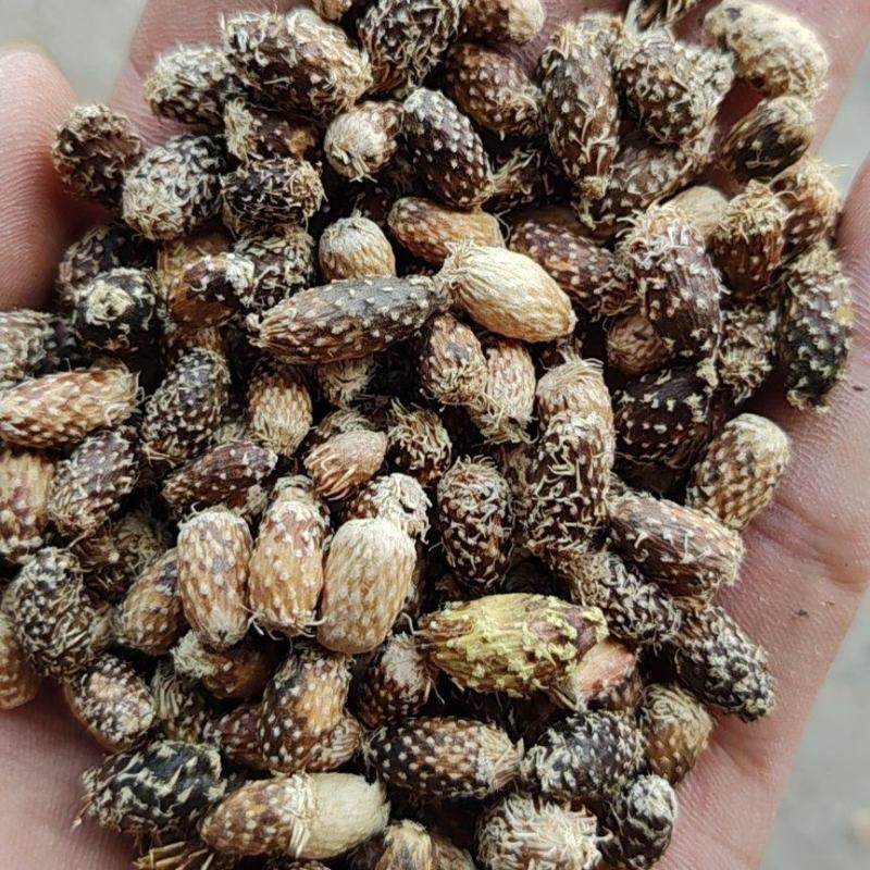 撞刺苍耳子