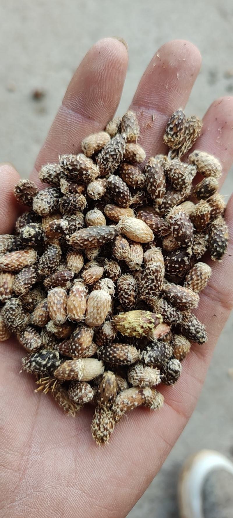 撞刺苍耳子