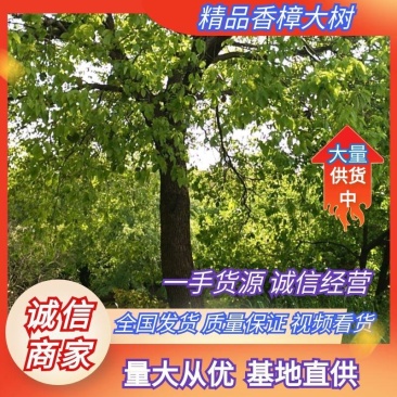 香樟树大树（基地直供3一35公分规格齐全）