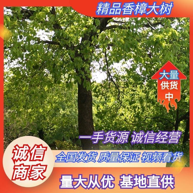香樟树大树（基地直供3一35公分规格齐全）