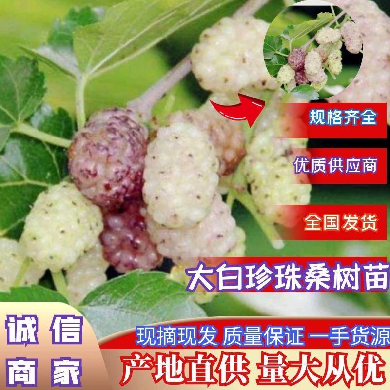 大白珍珠果桑南北方都可种植（基地直供现挖发货）