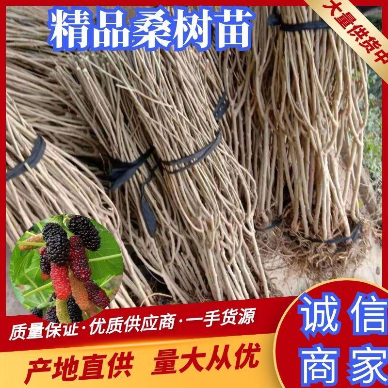 果桑苗台湾长果桑（嫁接苗品种纯，现挖发货)