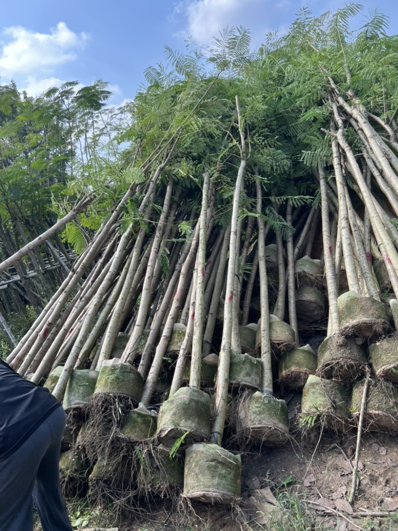 供应云南凤凰木移植苗，5-8-10-12-15-20分