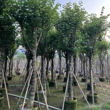12分宫粉紫荆
