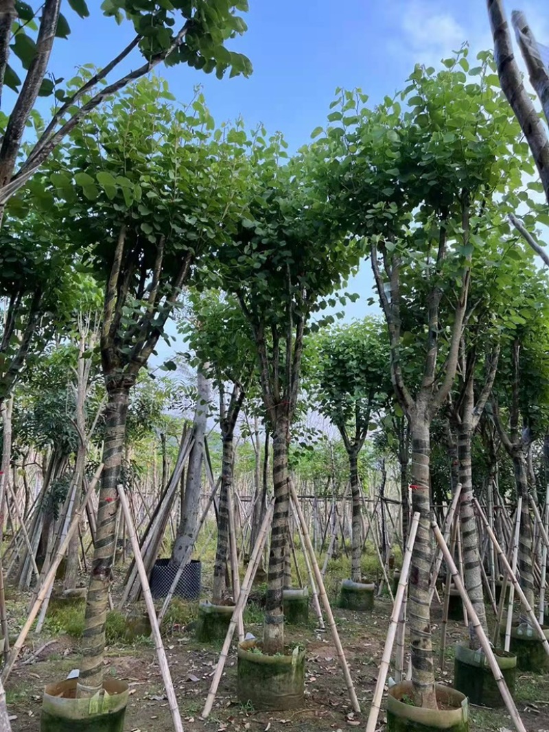 12分宫粉紫荆