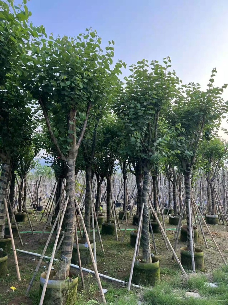 12分宫粉紫荆