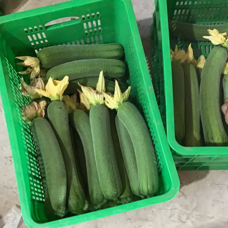 肉丝瓜，品质保证，产地直供，全国发货，欢迎致电