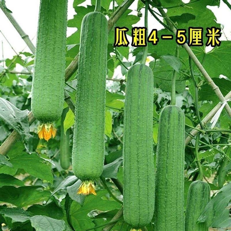 肉丝瓜，品质保证，产地直供，全国发货，欢迎致电