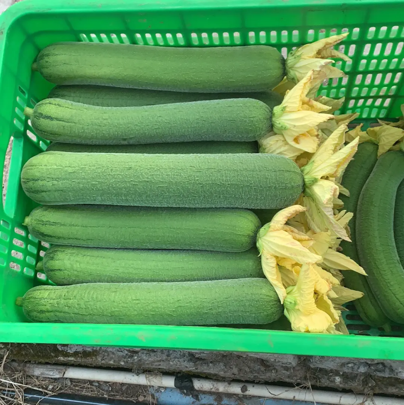 肉丝瓜，品质保证，产地直供，全国发货，欢迎致电