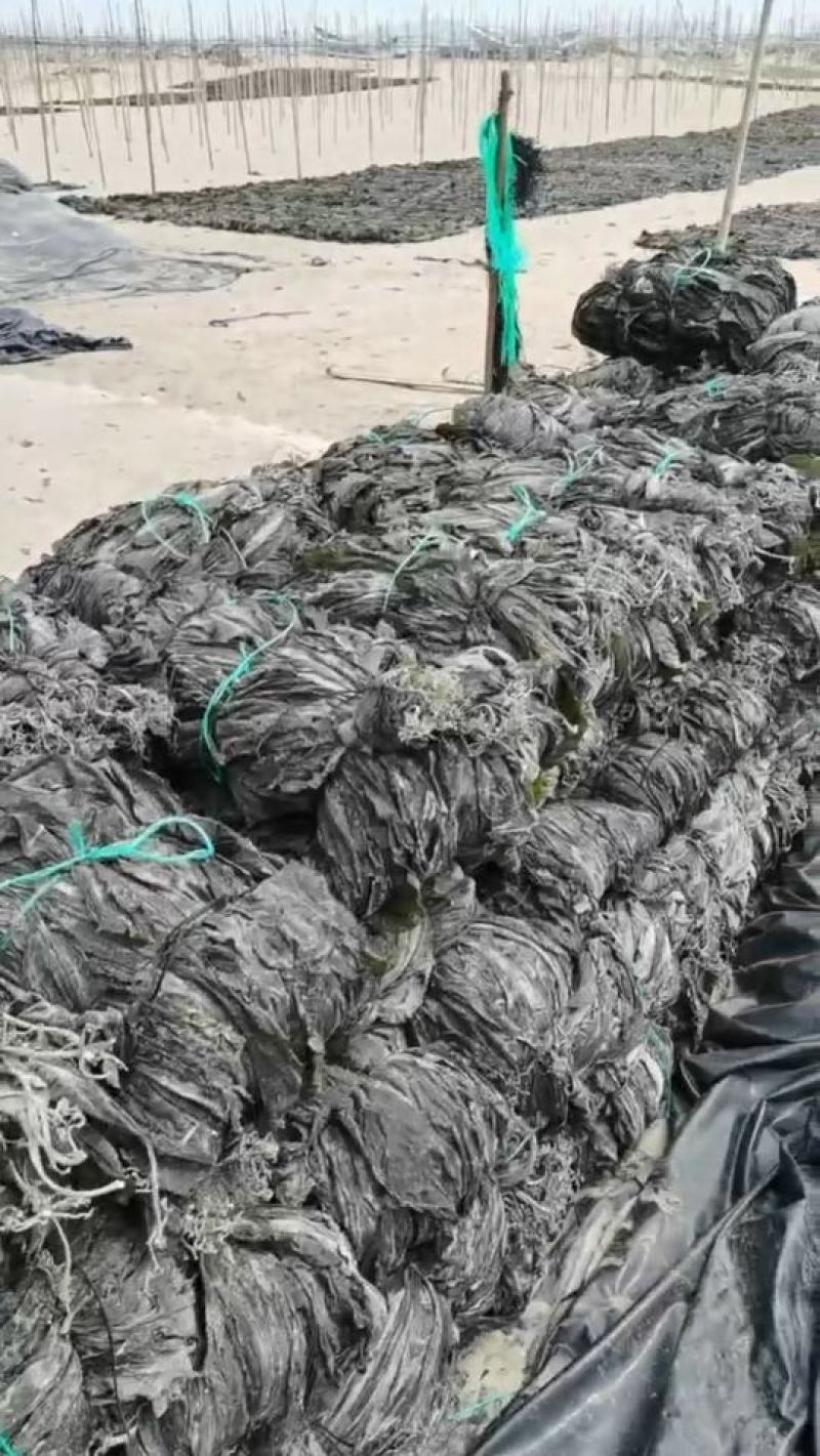 干海带海带丝海带结绿色海带烘干海带海带干海带皮自家养殖场