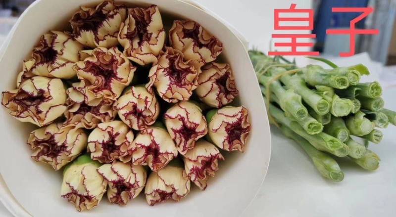 鲜切花康乃馨，昆明产地直供货源充足，常年供货欢迎致电