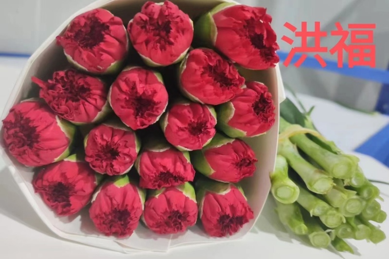 鲜切花康乃馨，昆明产地直供货源充足，常年供货欢迎致电