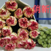 鲜切花康乃馨，昆明产地直供货源充足，常年供货欢迎致电