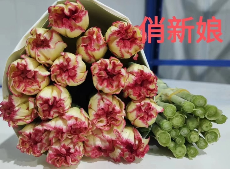 鲜切花康乃馨，昆明产地直供货源充足，常年供货欢迎致电