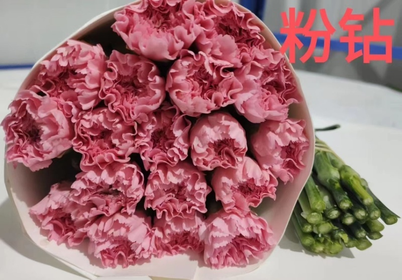 鲜切花康乃馨，昆明产地直供货源充足，常年供货欢迎致电