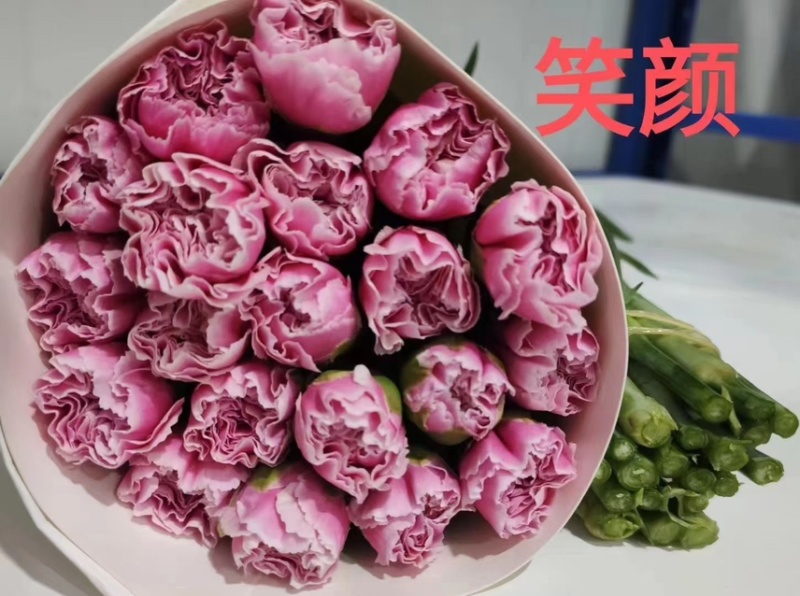 鲜切花康乃馨，昆明产地直供货源充足，常年供货欢迎致电