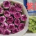 鲜切花康乃馨，昆明产地直供货源充足，常年供货欢迎致电
