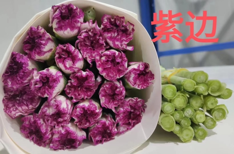 鲜切花康乃馨，昆明产地直供货源充足，常年供货欢迎致电