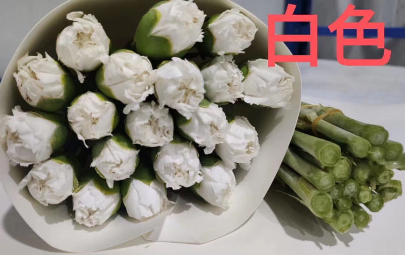 鲜切花康乃馨，昆明产地直供货源充足，常年供货欢迎致电