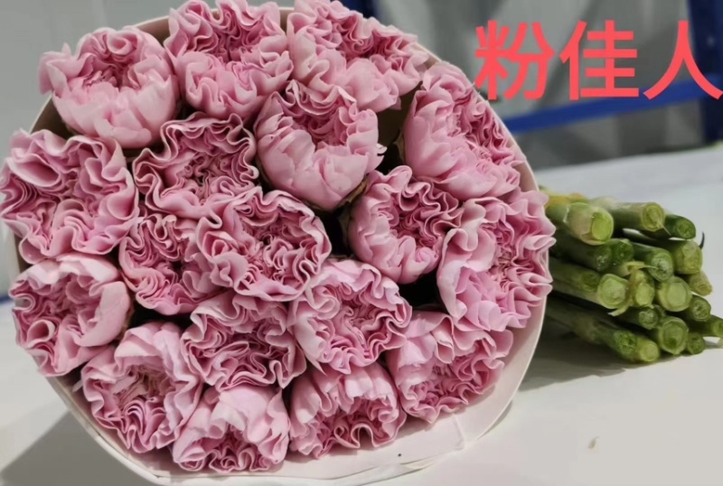 鲜切花康乃馨，昆明产地直供货源充足，常年供货欢迎致电