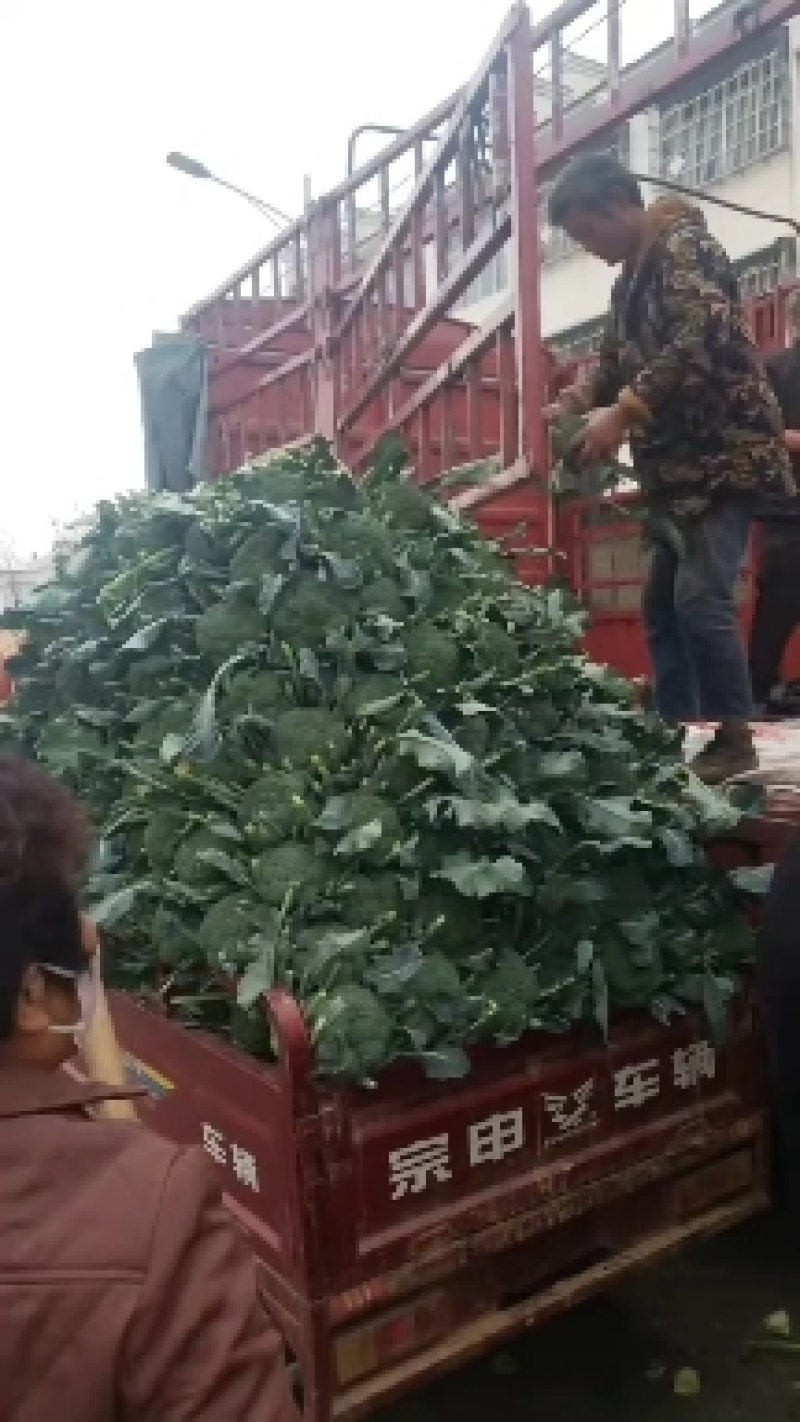 耐寒优秀西蓝花，蘑菇头一级货，可走电商和市场