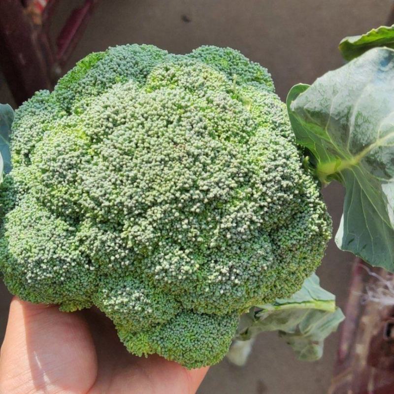 耐寒优秀西蓝花，蘑菇头一级货，可走电商和市场