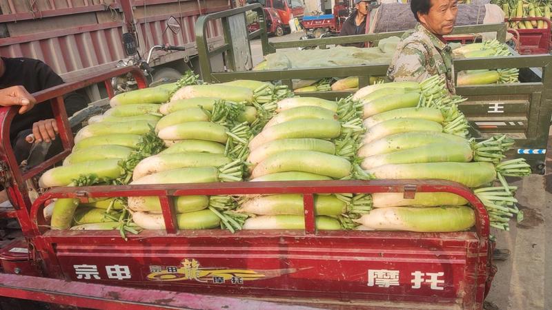 新野县青萝卜大量上市，超低价走车