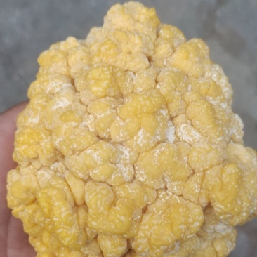 金耳菌鲜品