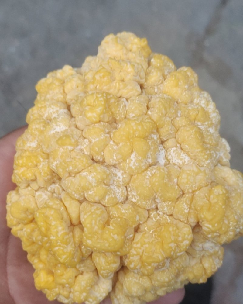 金耳菌鲜品