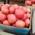 沙瓤西红柿，河北保定产地一手货源，量大价优，欢迎联系