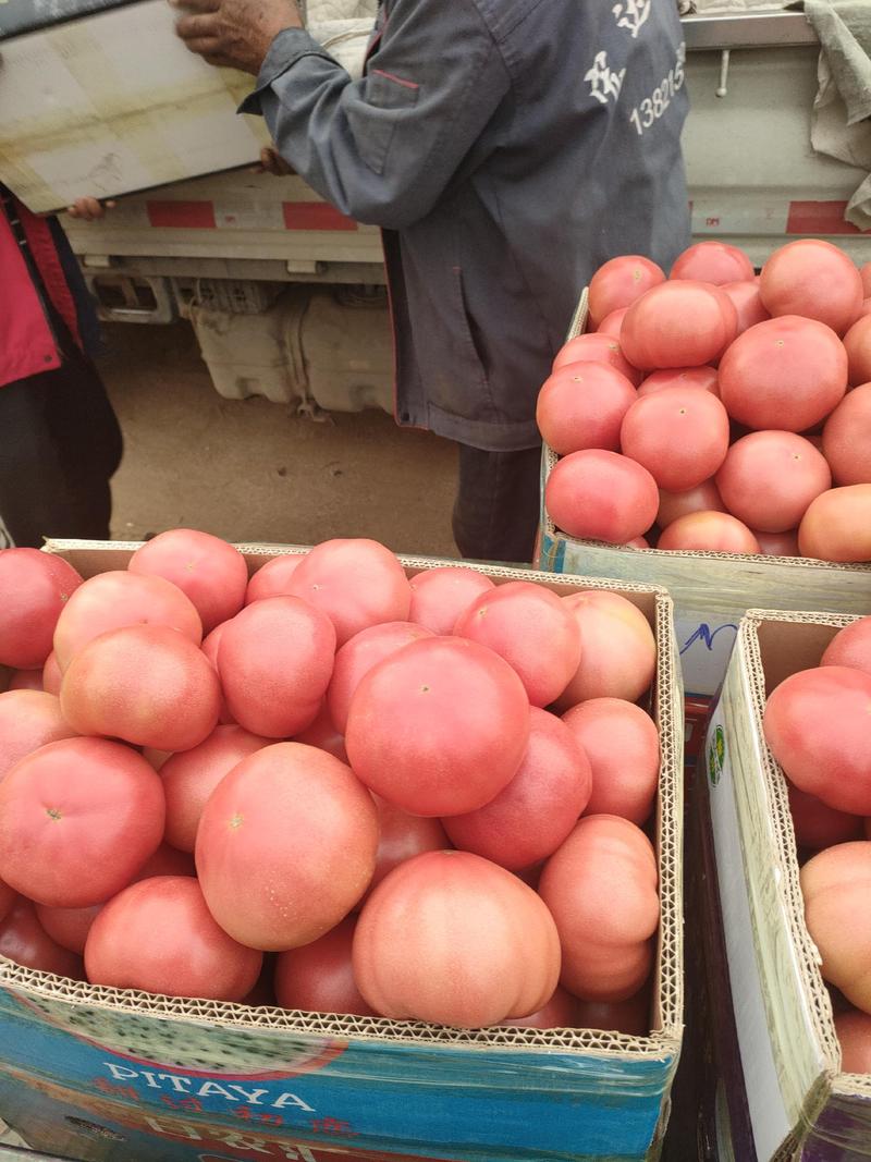 沙瓤西红柿，河北保定产地一手货源，量大价优，欢迎联系