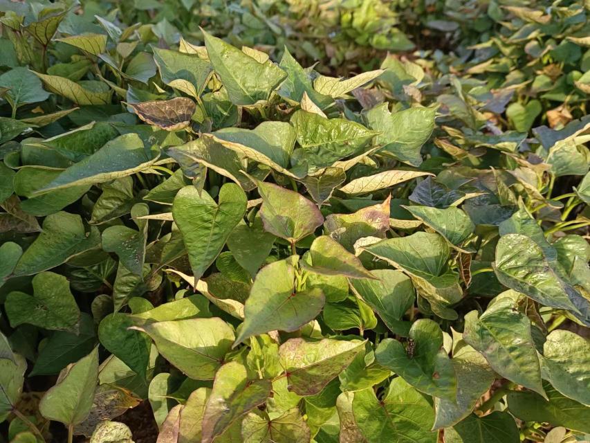 田间茂盛的红薯叶丛