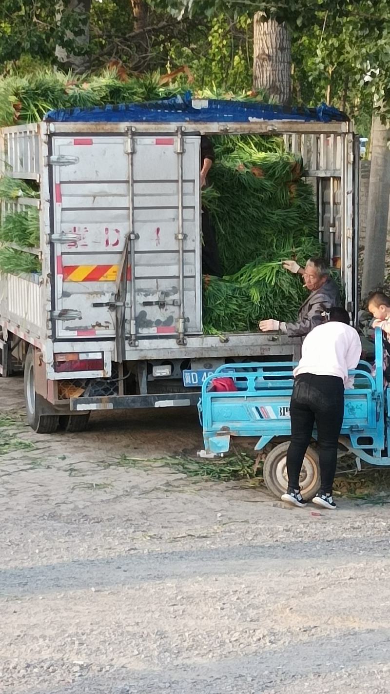 大名红帽蒜苔